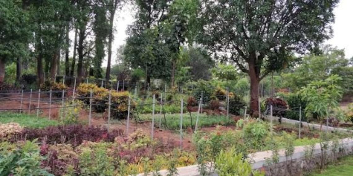 Saputara Forest Nursery-2